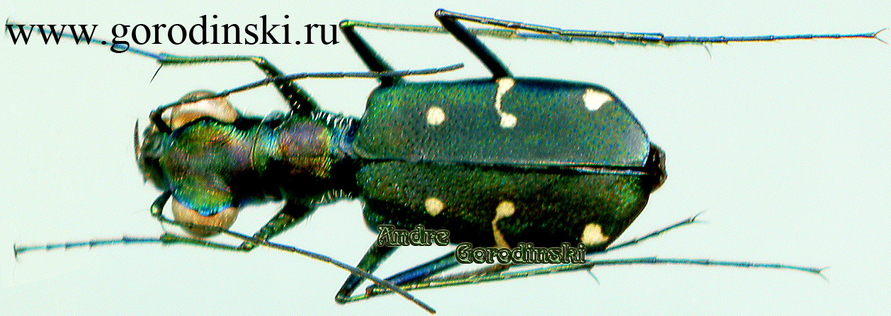 http://www.gorodinski.ru/cicindela/Cylindera subtilesignata.jpg